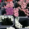 Flower Delivery Hong Kong logo