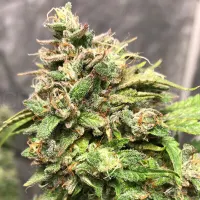 Candy Punch Regular Seeds