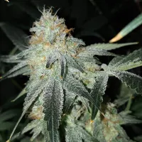 Candy Punch Regular Seeds