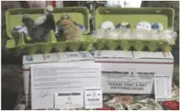 Hatching eggs