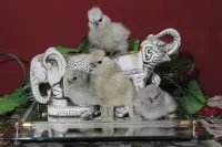 Hatching eggs
