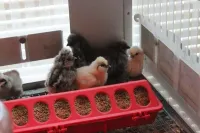 Hatching eggs