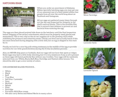 Alabama Silkies photo