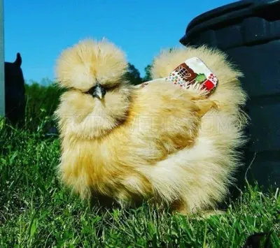 Alabama Silkies photo