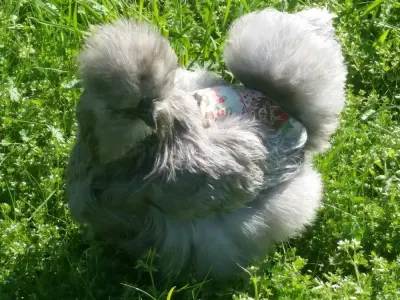 Alabama Silkies photo