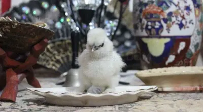 Alabama Silkies photo