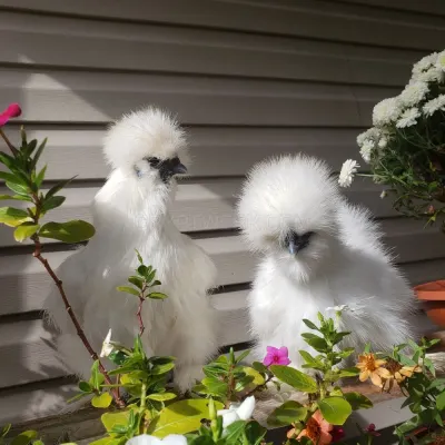 Alabama Silkies photo