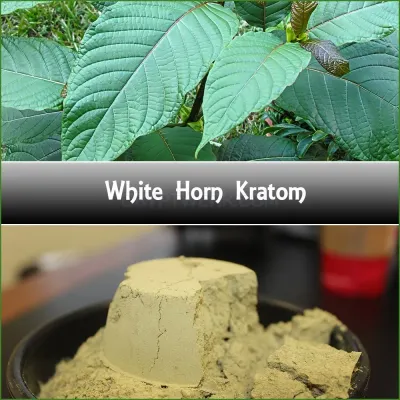 AuthenticKratom.com photo