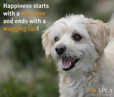BC SPCA photo