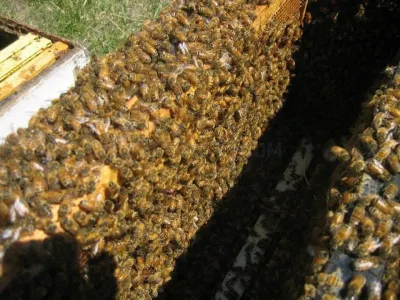 Bees Brothers photo