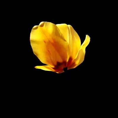 Photo Bogucki Imaging & Photographic Services