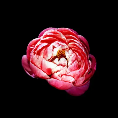 Photo Bogucki Imaging & Photographic Services