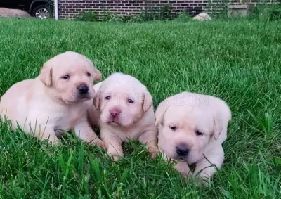 ClearCreekKennel.com photo