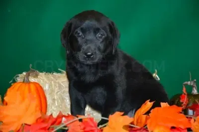 ClearCreekKennel.com photo