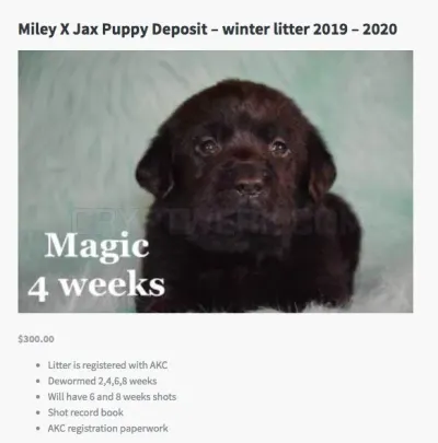 ClearCreekKennel.com photo