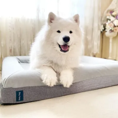 Dazy Dog photo