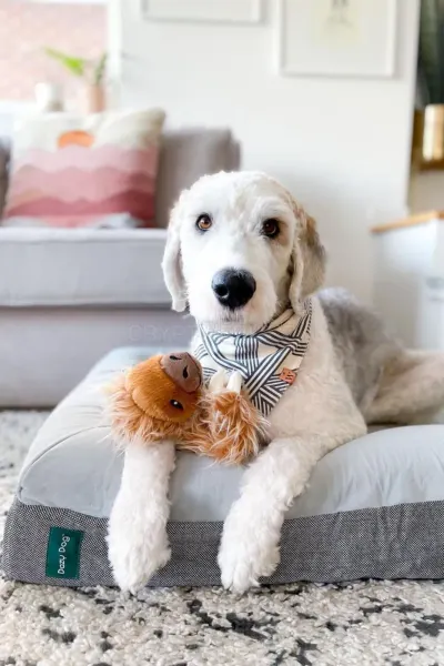 Dazy Dog photo
