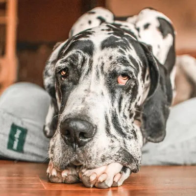 Dazy Dog photo