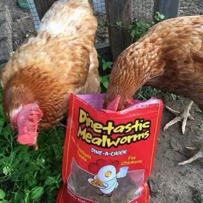 Dine-a-Chook photo
