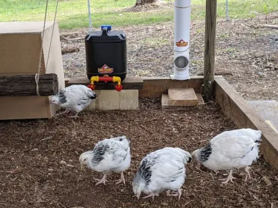 Dine-a-Chook photo