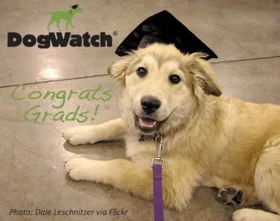 Dogwatch Hidden Fences photo