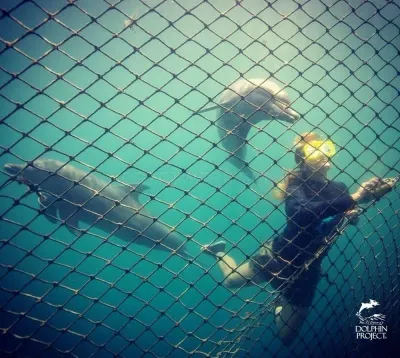 Dolphin Project photo