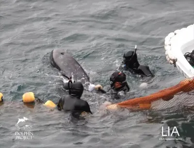 Dolphin Project photo