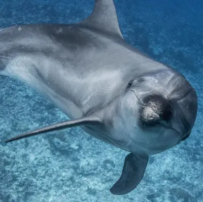 Dolphin Project photo