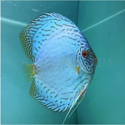 fishbuff photo
