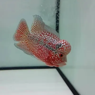 fishbuff photo
