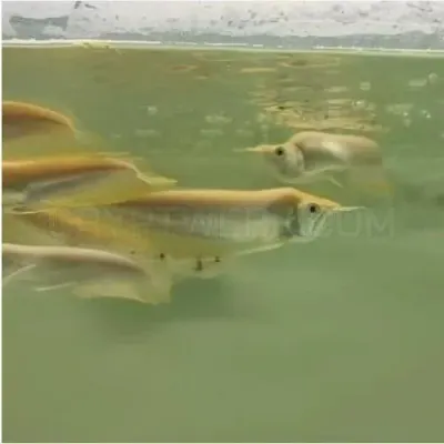 fishbuff photo