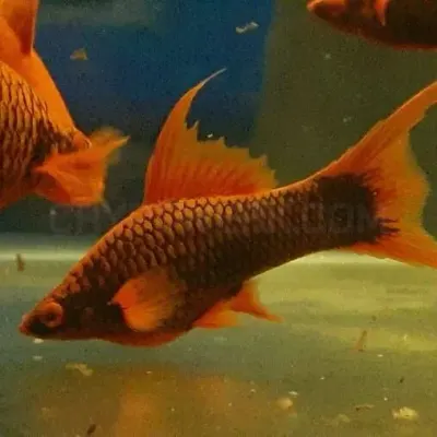 fishbuff photo