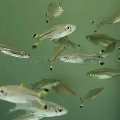 fishbuff photo