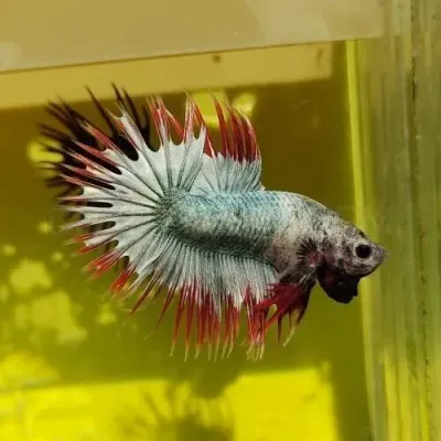 fishbuff photo