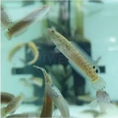 fishbuff photo