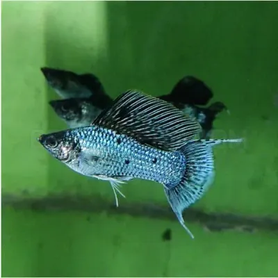 fishbuff photo