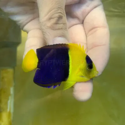 fishbuff photo