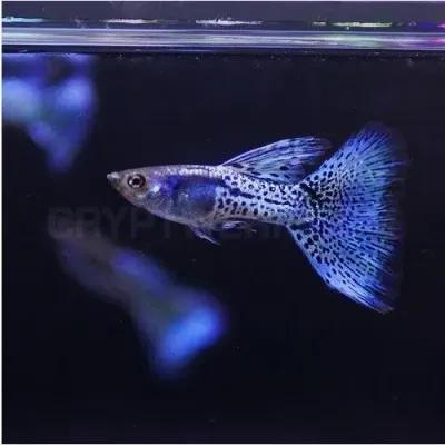 fishbuff photo