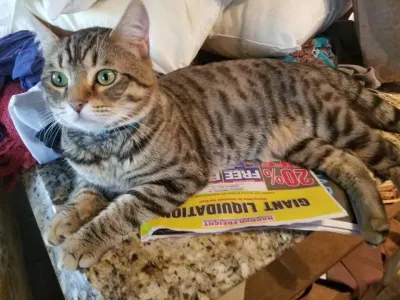 Great Lakes Bengal Rescue photo