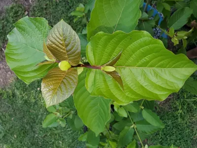 Greg's Botanical photo