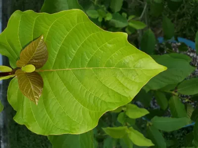 Greg's Botanical photo