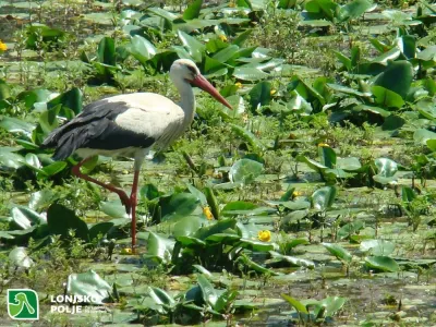 Lonjsko Polje Nature Park photo