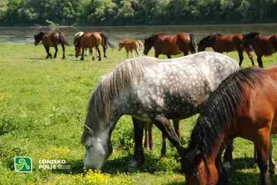 Lonjsko Polje Nature Park photo