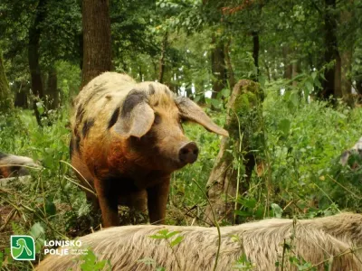 Lonjsko Polje Nature Park photo