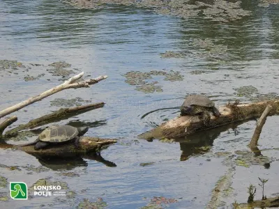 Lonjsko Polje Nature Park photo