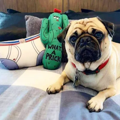 Lucky Bubs Pets photo