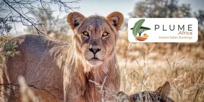 Plume Africa photo