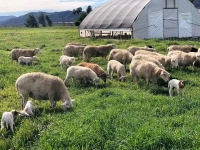 Primal Pastures photo