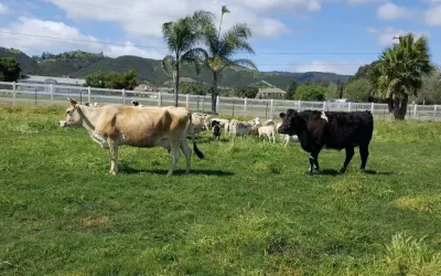 Primal Pastures photo