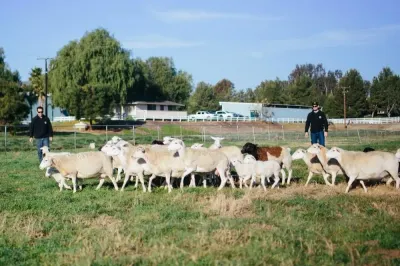 Primal Pastures photo